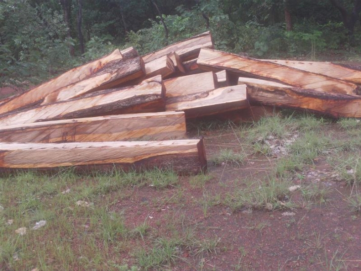 Interdiction du bois de Vêne : des opérateurs chinois crient leur colère